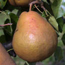 Pyrus com. 'Vereinsdechantsbirne' - Herbstbirne, XI-XII
