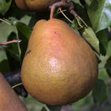 Pyrus communis 'Vereinsdechantsbirne' - Herbstbirne