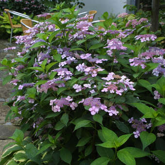 Tellerhortensie - Hydrangea serrata 'Bluebird' - blau