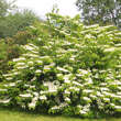 Viburnum plicatum tomentosum: Bild 6/6