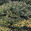 Rhus typhina 'Dissecta': Bild 4/5