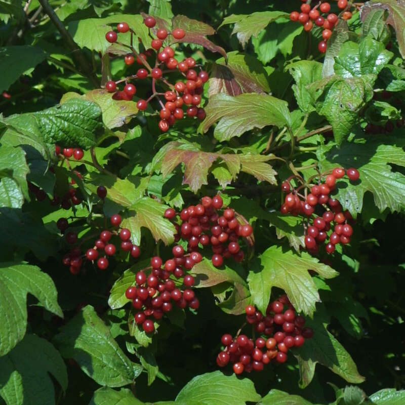 Gemeiner Schneeball Viburnum opulus weiß