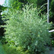 Salix integra 'Hakuro Nishiki': Bild 3/5