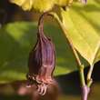 Calycanthus chinensis: Bild 3/7