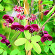 Akebia quinata: Bild 2/3