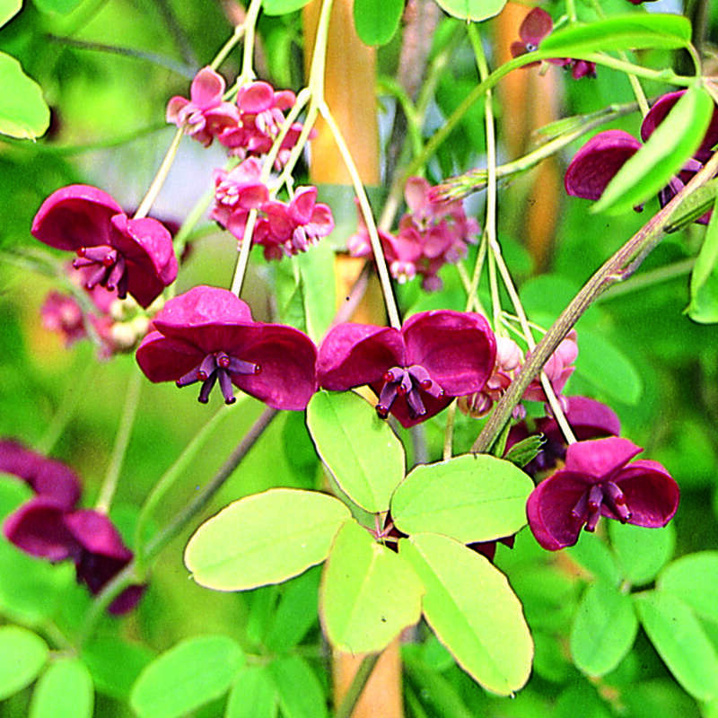 Akebie Akebia Quinata Violett