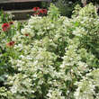 Hydrangea paniculata 'Wim's Red': Bild 4/4