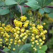 Berberis koreana: Bild 4/7