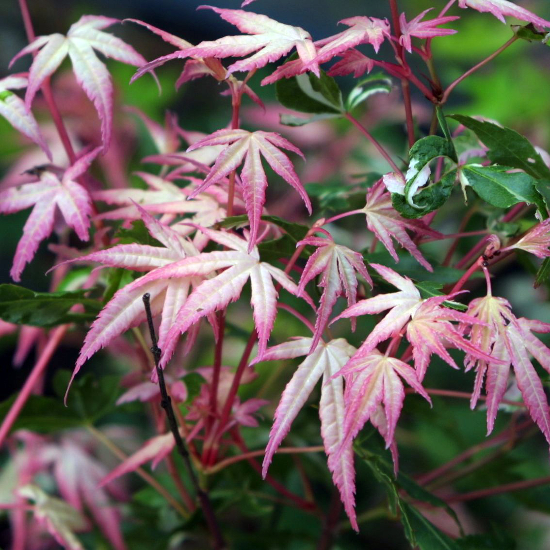 Buntblättriger Japanischer Ahorn Acer palmatum 