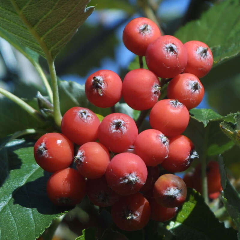 Schwedische Mehlbeere Sorbus intermedia weiß