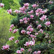 Magnolia soulangeana 'Rustica Rubra': Bild 5/5