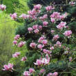 Magnolia soulangeana'Rustica Rubra': Bild 5/5