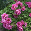 Paeonia suffruticosa rosa: Bild 5/7