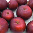 Malus domestica 'Roter von Simonffi': Bild 3/4
