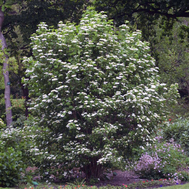 Gemeiner Schneeball Viburnum opulus weiß