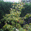 Cornus florida 'Sunset': Bild 6/6