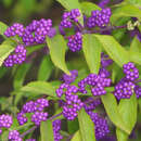 Callicarpa dichotoma 'Issai' - Schönfrucht