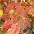 Acer davidii: Bild 4/5