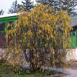 Corylus avellana 'Contorta': Bild 6/7