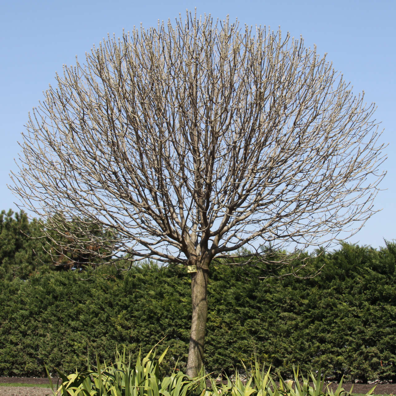 Kugel-Blumenesche - Fraxinus ornus 'Meczek' - weiß