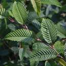 Carpinus japonica - Japanische Weißbuche