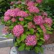 Hydrangea arbor. 'Pink Annabelle': Bild 6/6