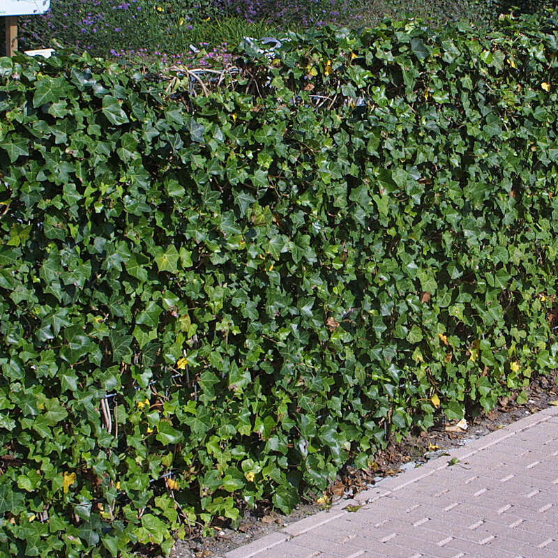 Irischer Efeu - Hedera hibernica - grn