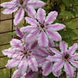 Clematis 'Nelly Moser': Bild 2/4