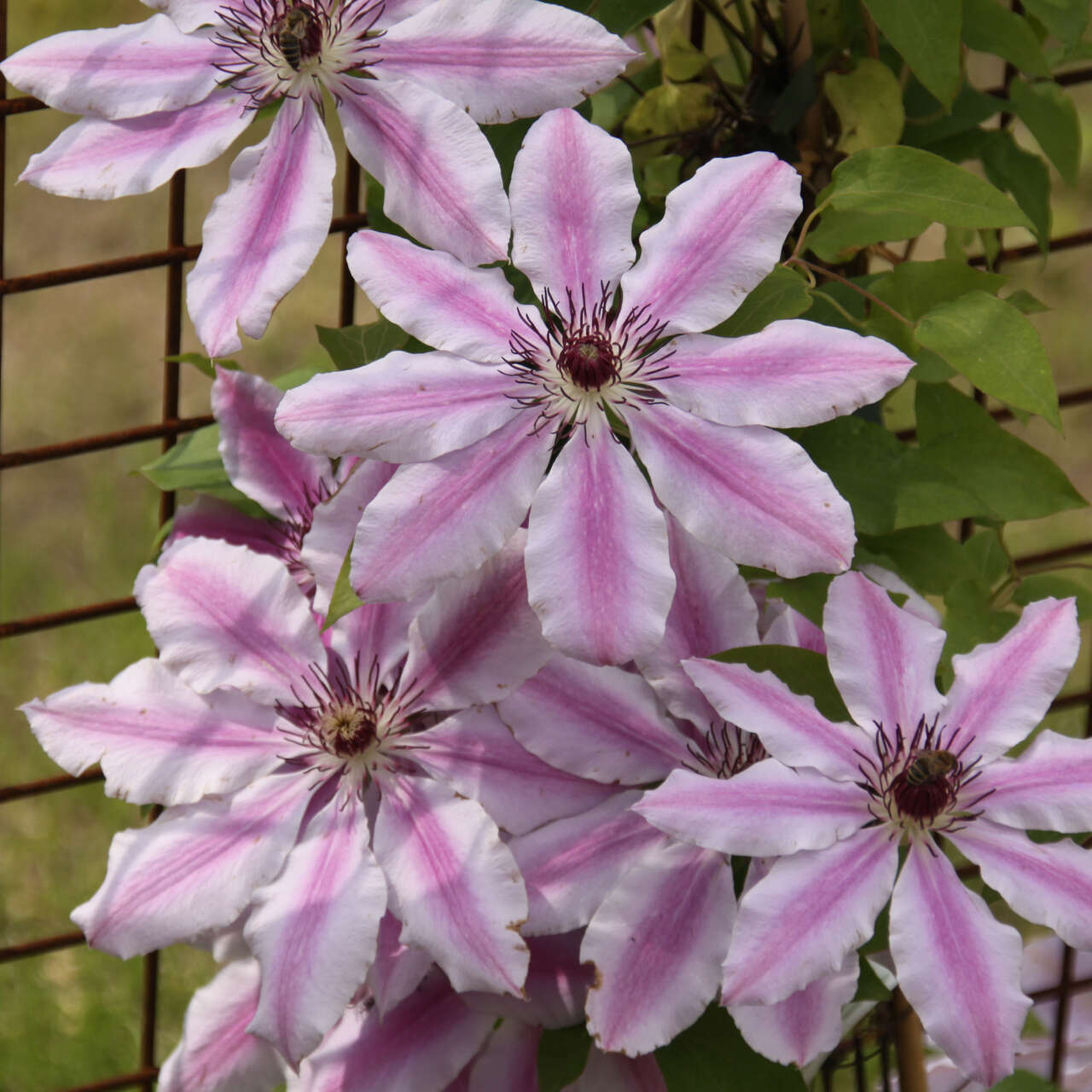 Waldrebe, Großblumige GartenClematis Clematis 'Nelly Moser' mehrfärbig