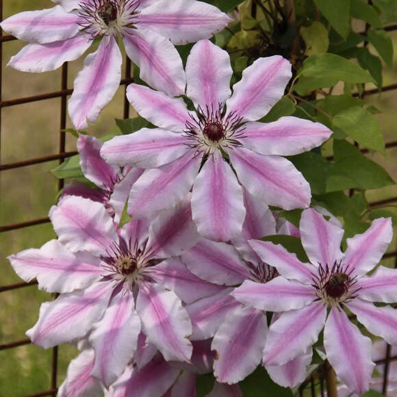 Waldrebe, Großblumige GartenClematis Clematis 'Nelly Moser' mehrfärbig