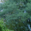 Quercus robur 'Pectinata': Bild 5/7
