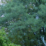 Quercus robur 'Pectinata' - Geschlitztblättrige Stieleiche