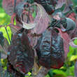 Cornus florida 'Purple Glory': Bild 2/2