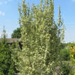 Cornus mas 'Variegata': Bild 4/4