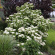 Viburnum 'Huron': Bild 6/6