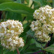 Sambucus racemosa: Bild 2/7