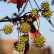 Liquidambar styraciflua: Bild 4/14