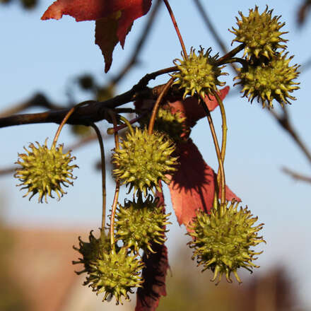 Amberbaum Liquidambar styraciflua grün