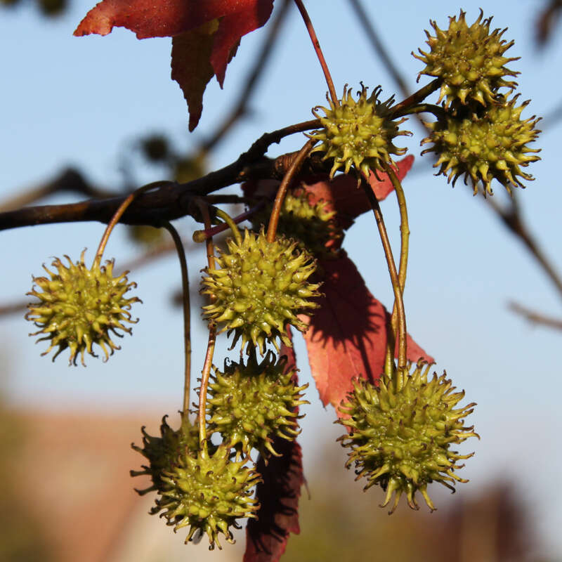 Amberbaum Liquidambar styraciflua