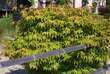 Acer palmatum 'Osakazuki': Bild 7/8