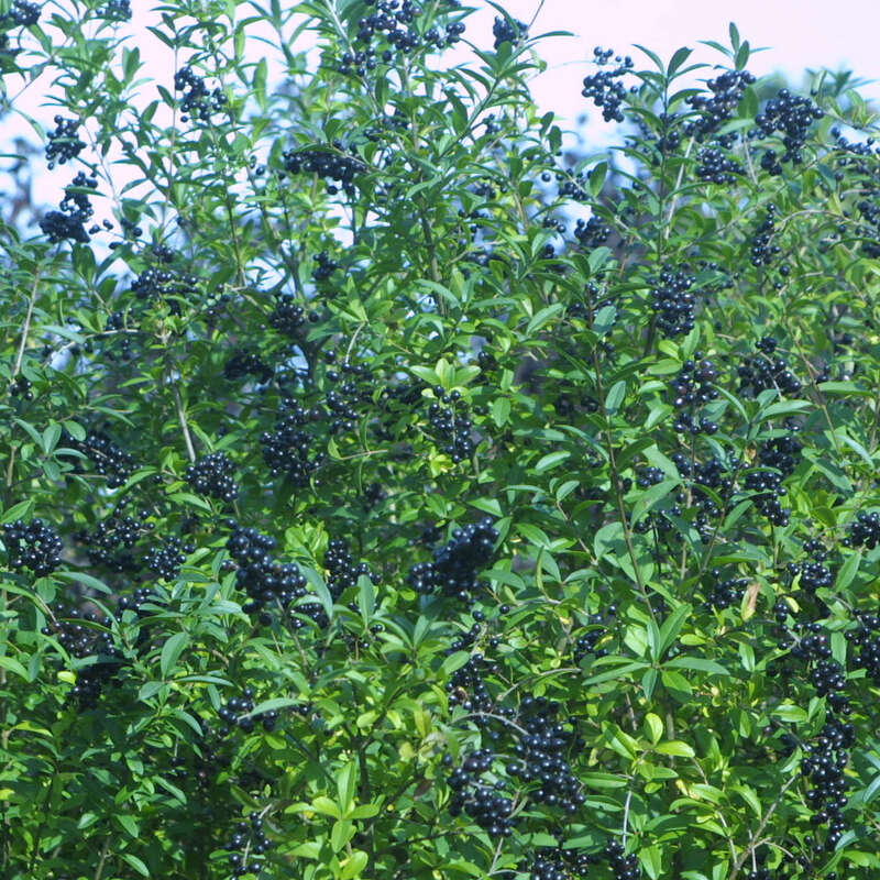 neem tree plants Neem (Azadirachta Indica) Live Plant  BaffinCo Organic