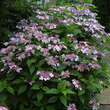 Hydrangea serrata 'Bluebird': Bild 3/6