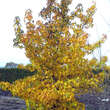 Liquidambar styracifl. 'Worplesdon': Bild 6/6