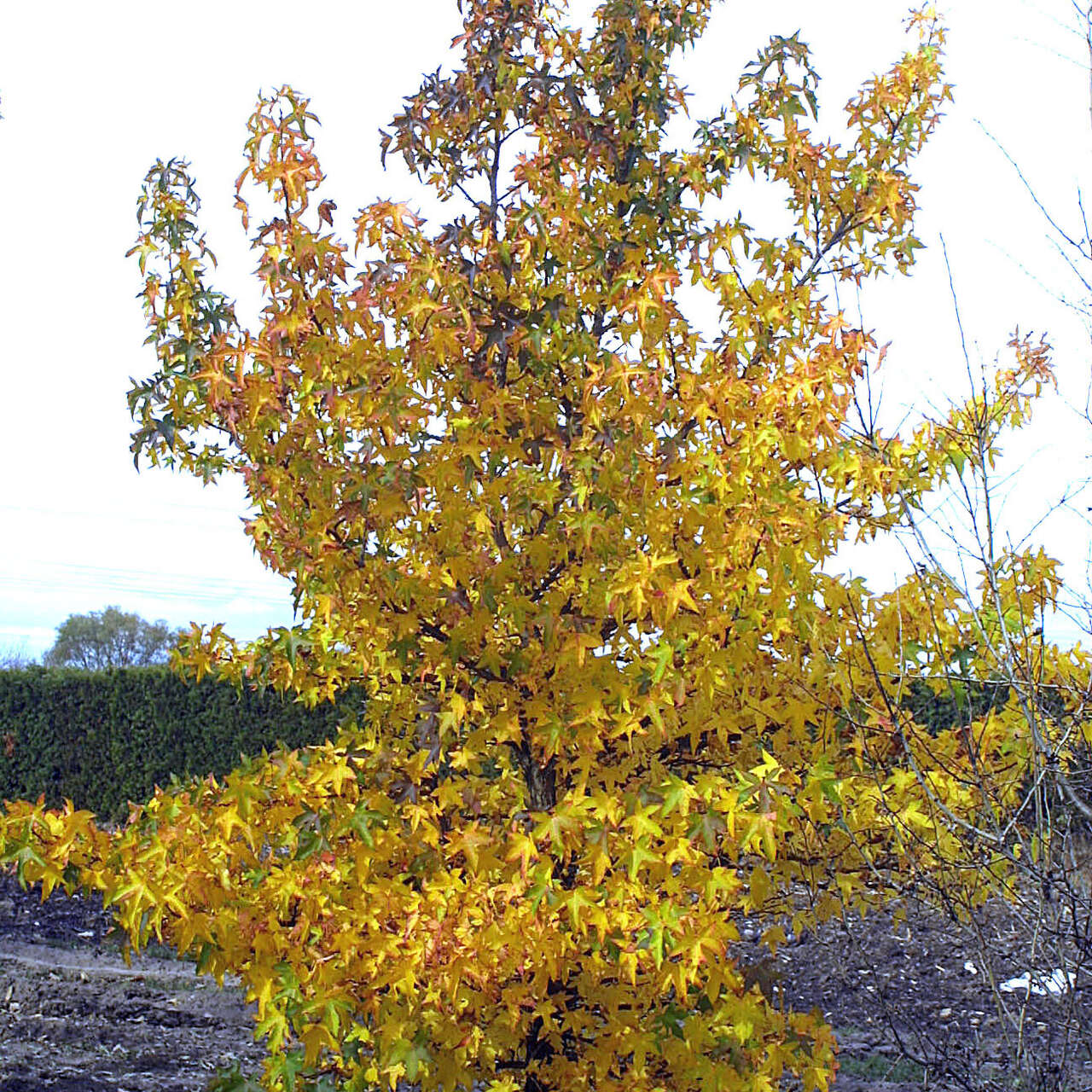 Amberbaum Liquidambar styraciflua 'Worplesdon' grün