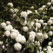 Viburnum plicatum: Bild 2/4