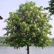 Aesculus hippocastanum: Bild 5/9