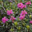 Rhododendron ferrugineum: Bild 3/3