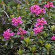 Rhododendron ferrugineum: Bild 3/3