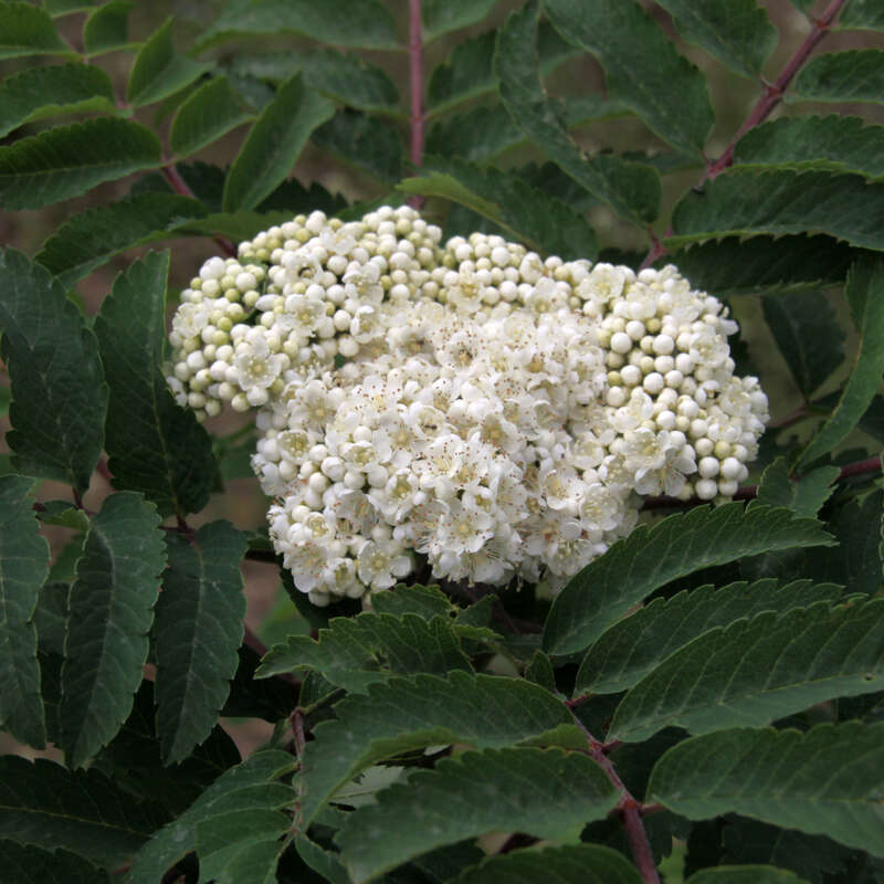 SäulenEberesche Sorbus aucuparia 'Fastigiata' weiß