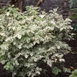Philadelphus coronarius'Variegatus': Bild 2/2